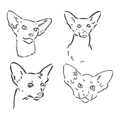 Oriental Shorthair cat. Hand drawn style print. Vector illustration.