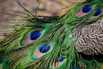 Beautiful exotic peacock feathers in many vibrant colors