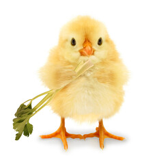 Cute cool chick eats celery healthy food diet vegetarian wellness funny conceptual image