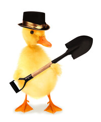 Cute cool duckling gravedigger or duck undertaker with spade funny conceptual image