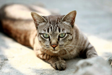 Lovely gray cat sitting at outdoor