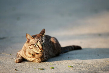 Lovely gray cat sitting at outdoor