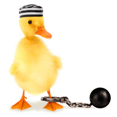 Cute cool duckling prisoner duck jailbird with striped cap and fetter funny conceptual image