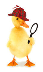 Duckling detective duck is looking through magnifier lens conceptual photo