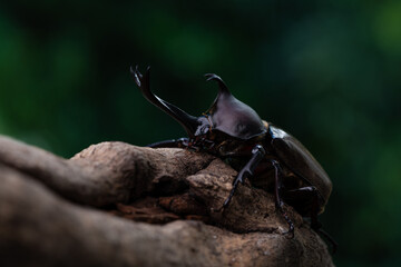 森で木にしがみ付くオスのカブトム