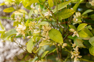 Branch with flowers of an orange tree among the leaves. Blooming fruit garden. Close-up.