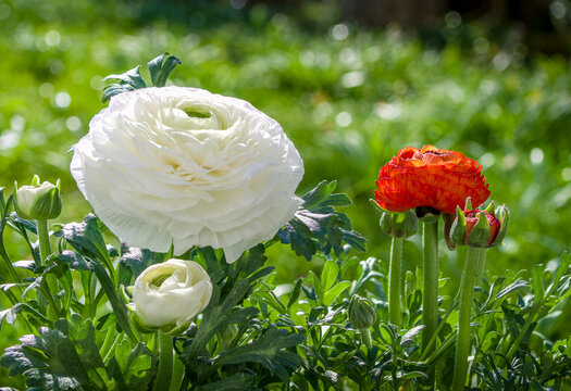 Bl&uuml;hende Ranunkel (Ranunculus asiaticus)
