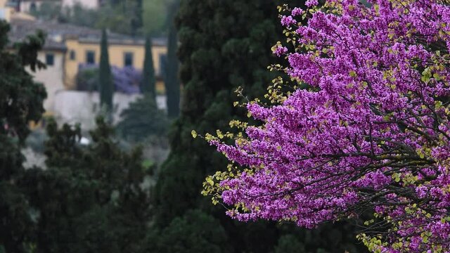 Flowered Judas tree moves in the wind at the gardens of Piazzale Michelangelo in Florence, Tuscany. Italy.
