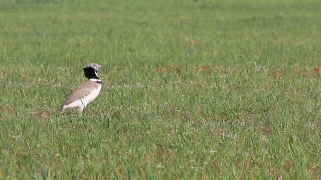 Maho de Little bustard performing the mating ritual by jumping and singing with the first light of day in a cereal steppe in central Spain