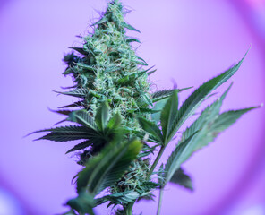 Closeup of Cannabis female plant in flowering - 427396012