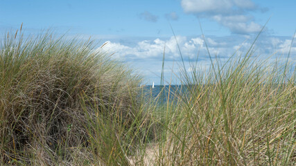 Fototapeta premium Oyats dans les dunes