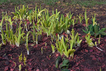 flower sprouts on a flower bed in spring