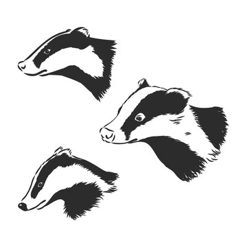 Badger sketch drawing isolated on white background