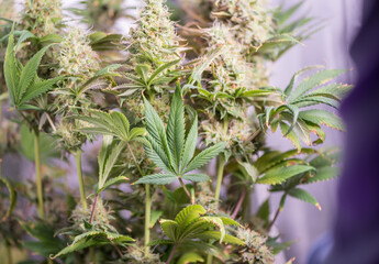 Closeup of Cannabis female plant in flowering