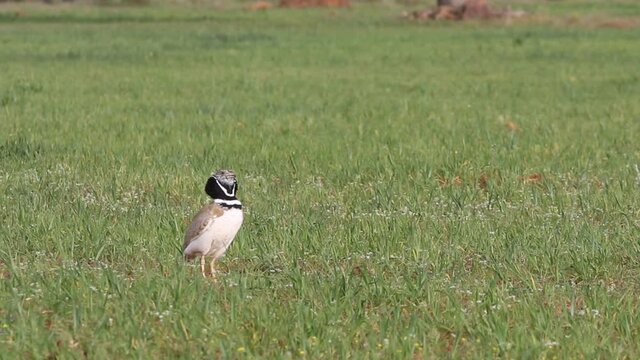 Male Little bustard performing the rutting courtship jumps at first light of day