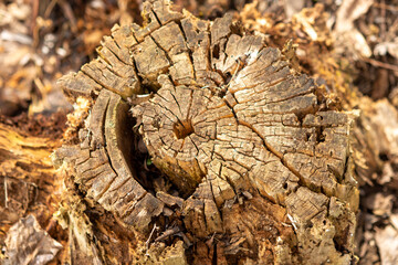 bark isolated on white