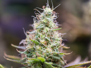 Closeup of Cannabis female plant in flowering