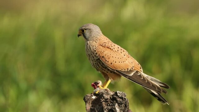Male Common kestrel eating a freshly hunted field mouse at his favorite perch in the late afternoon lights