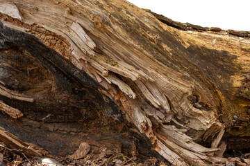 bark isolated on white