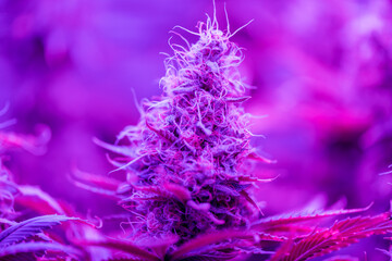 Closeup of Cannabis female plant in flowering - 427397219