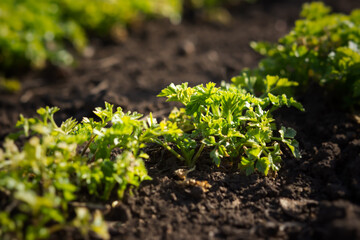 Parsley grows in the garden in the garden bed. Green juicy leaves in bright sunlight. Background of food leaves. Growing ingredients for salad, seasoning. Rows of parsley on the ground in soft focus