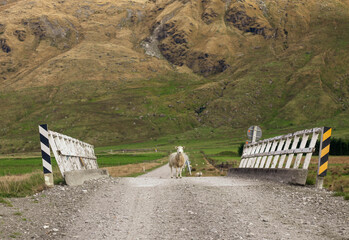 White sheep standing in the middle of a country road