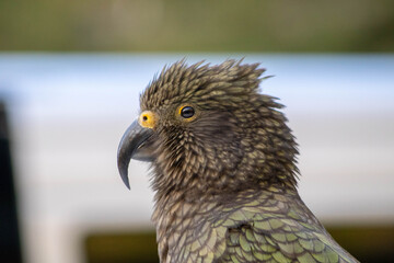 close up of kea bird face with beak