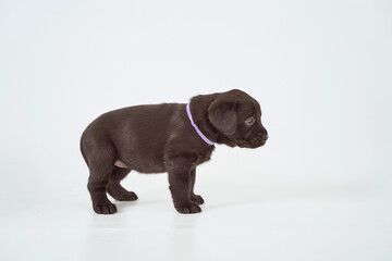 Black Labrador Puppy on a White Background