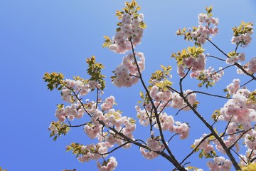 Obraz premium Double cherry blossoms in full bloom.
