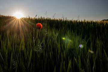 poppies in a field of wheat