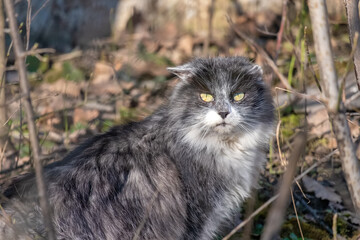 Naklejka na ściany i meble A feral gray cat with long hair and a wild look