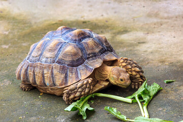 Tortoise or turtle eating vegetable.