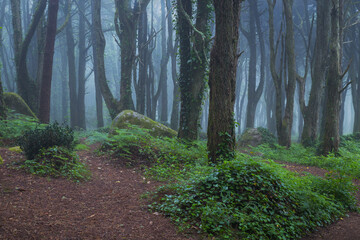 Morning fog in Sintra forest, Portugal