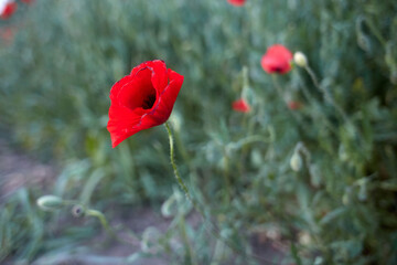 One single poppy in the field