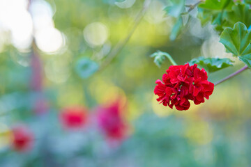 Red flower with blurry background