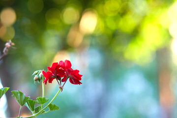 Red flower with blurry background