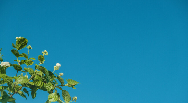 Beautiful white sampaguita flower and plant against bright blue clear sky