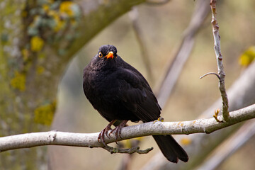 amsel in einem baum