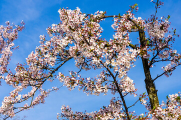 Sakura full bloom at Mt. Senkoji in Onomichi town, Hiroshima, Japan.