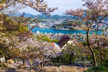 Fototapeta na wymiar Sakura full bloom at Mt. Senkoji in Onomichi town, Hiroshima, Japan.