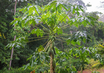 Fototapeta premium Organic green papaya fruit on papaya tree on the rain time. Costa Rica, Central America.