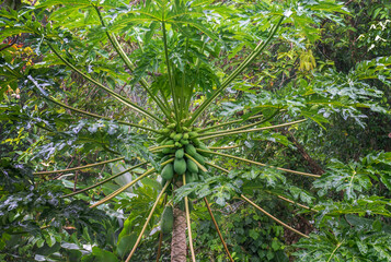 Organic green papaya fruit on papaya tree in farm.