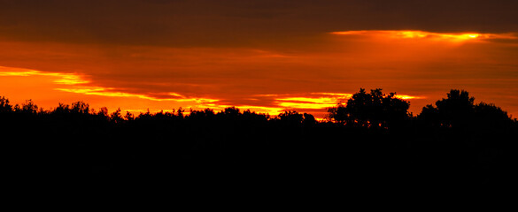 Obraz premium sunset in the forest