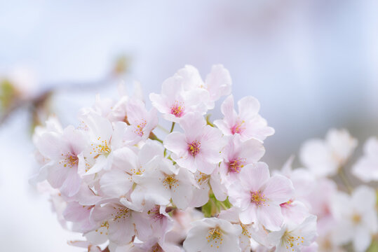 春が来た　満開の桜