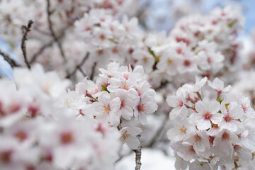 春が来た　満開の桜