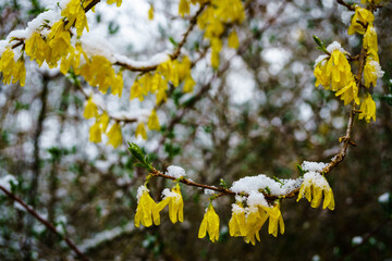 New Blossoms Covered by April Snow