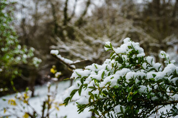 New Buds Covered by April Snow