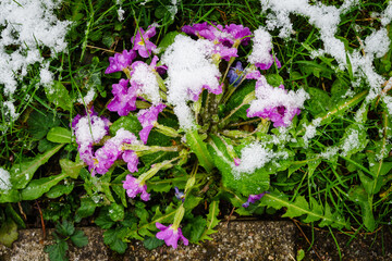 New Blossoms Covered by April Snow