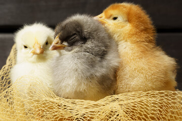 little chickens on a dark wooden background. birds sit in a nest made of mesh.