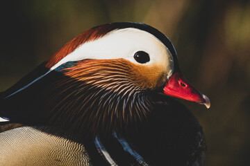 Mandarinente in Stadtpark